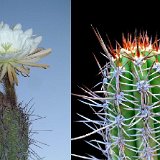 Trichocereus taquimbalensis ©JL4374.jpg